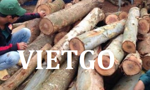 Cơ hội giao thương - Cơ hội xuất khẩu gỗ Bạch đàn tròn sang Ấn Độ