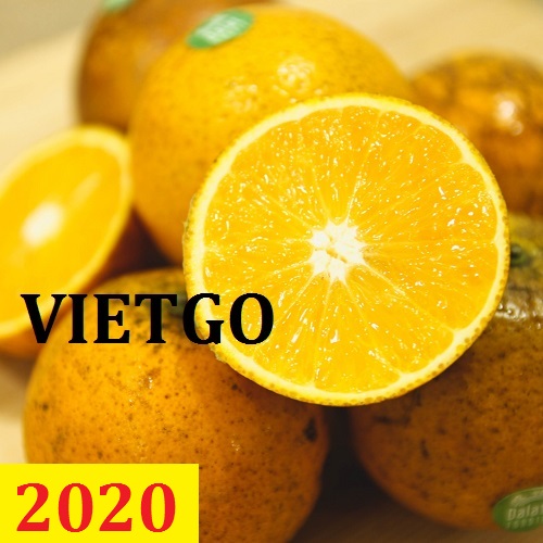 Cơ hội giao thương – Đơn hàng thường xuyên – Cơ hội xuất khẩu cam tươi từ Việt Nam sang thị trường Maldives.