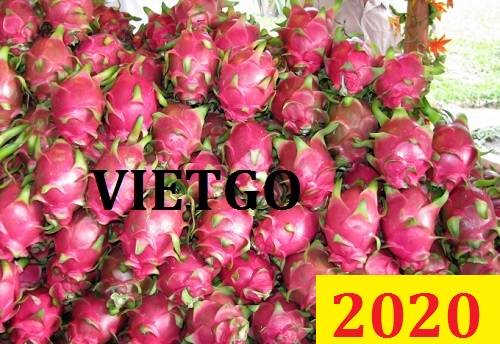 Cơ hội giao thương Đặc Biệt Cả Năm – Cơ hội xuất khẩu Thanh Long cho vị khách hàng quen thuộc của VIETGO