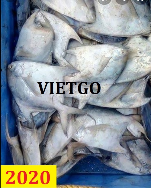 Cơ hội giao thương – Đơn hàng Cả Năm – Cơ hội xuất khẩu Cá Chim trắng sang thị trường Ấn Độ