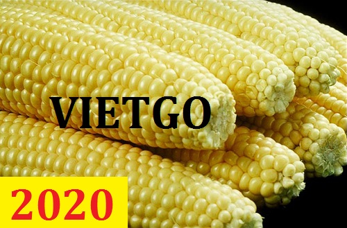 Cơ hội giao thương – Đơn hàng Cả Năm  - Cơ hội xuất khẩu Ngô Nếp cho vị khách hàng tiềm năng của VietGo.