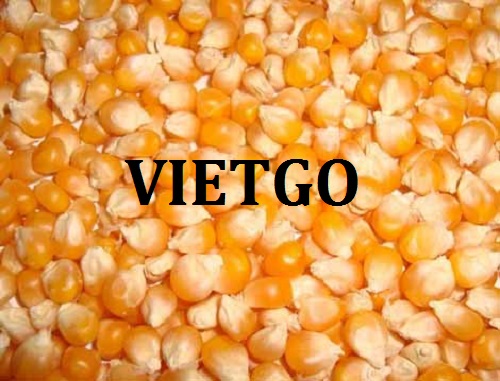 Cơ hội giao thương – Đơn hàng Cả Năm  - Cơ hội xuất khẩu Ngô Vàng cho vị khách hàng tiềm năng của VietGo sang thị trường Bangladesh.