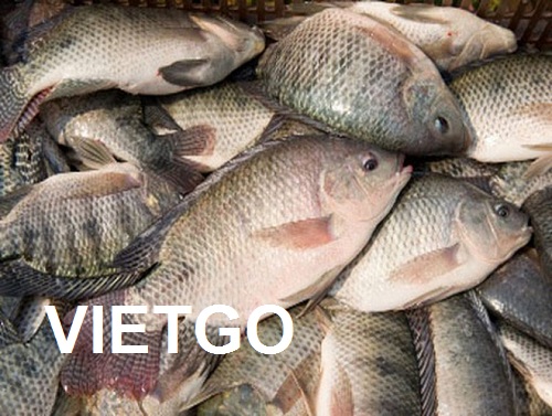 Cơ hội giao thương – Cơ hội xuất khẩu Cá rô phi đông lạnh sang thị trường Mozambique