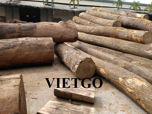 Cơ hội xuất khẩu gỗ thông số lượng lớn sang thị trường Trung Quốc