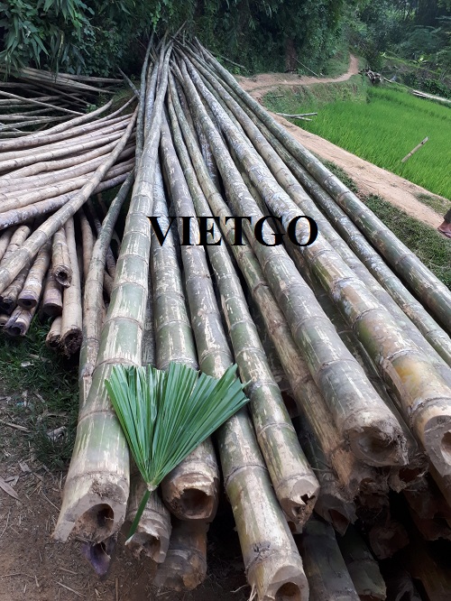 Cơ hội cung cấp 1.000 cây tre cho một doanh nghiệp tại Cam-pu-chia
