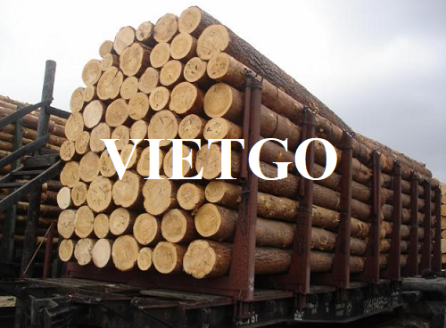(Gấp) Cơ hội xuất khẩu thường xuyên gỗ thông tròn sang thị trường Qatar
