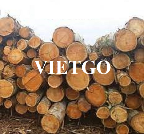 Cơ hội xuất khẩu gỗ bạch đàn xẻ và tròn sang thị trường Trung Quốc