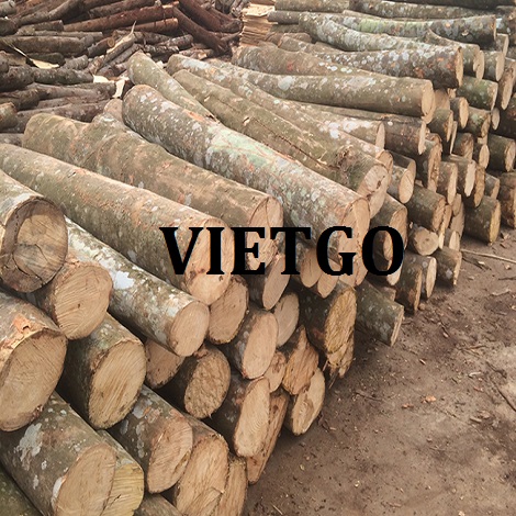 Cơ hội cung cấp 500m3 gỗ thông tròn cho vị thương nhân người Georgia