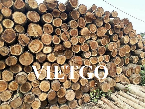 Cơ hội cung cấp 500m3 gỗ keo tròn cho vị thương nhân người Georgia