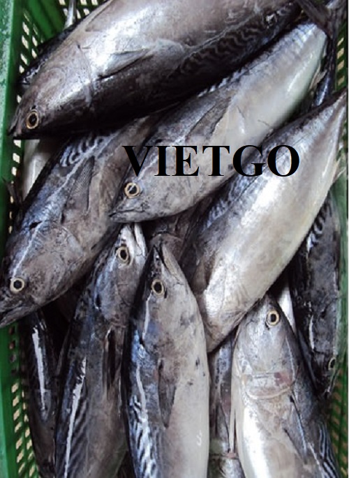 Cơ hội xuất khẩu cá ngừ sang thị trường Benin