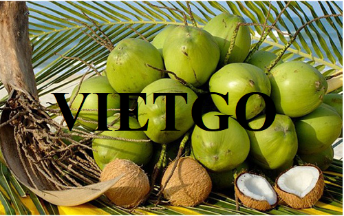 Cơ hội hợp tác với doanh nghiệp tại UAE cho mặt hàng dừa tươi