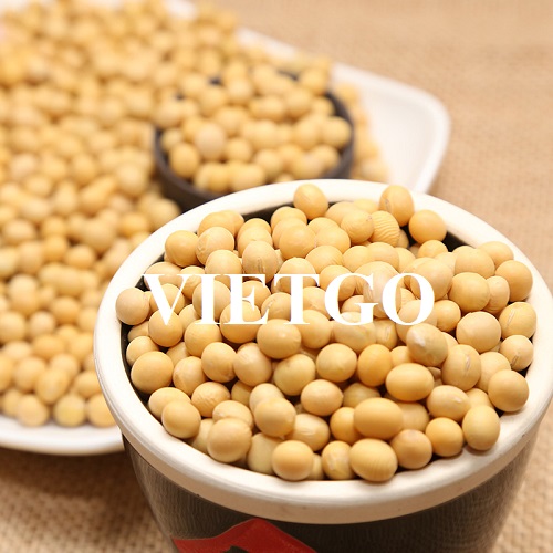 Cơ hội xuất khẩu hạt đậu nành với số lượng lớn sang thị trường Trung Quốc