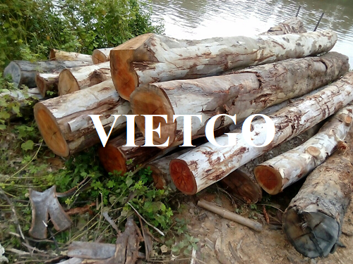 Thương vụ xuất khẩu gỗ bạch đàn tròn sang thị trường Bangladesh