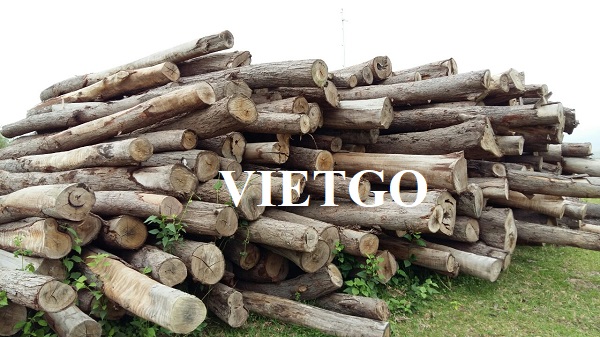 Thương vụ xuất khẩu 6000 tấn gỗ bạch đàn sang thị trường Trung Quốc