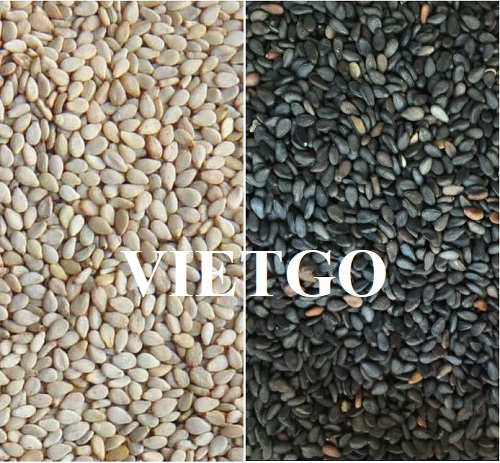 Thương vụ xuất khẩu hạt mè sang thị trường Ai Cập