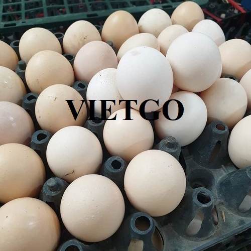 Cơ hội xuất khẩu sản phẩm trứng gà đến thị trường UAE