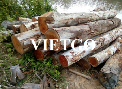 Cơ hội hợp tác với doanh nghiệp Ấn Độ cho đơn hàng xuất khẩu gỗ bạch đàn tròn
