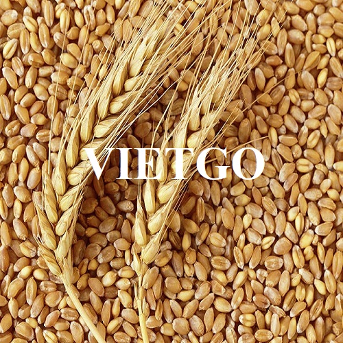 Thương vụ xuất khẩu lúa mì sang thị trường UAE