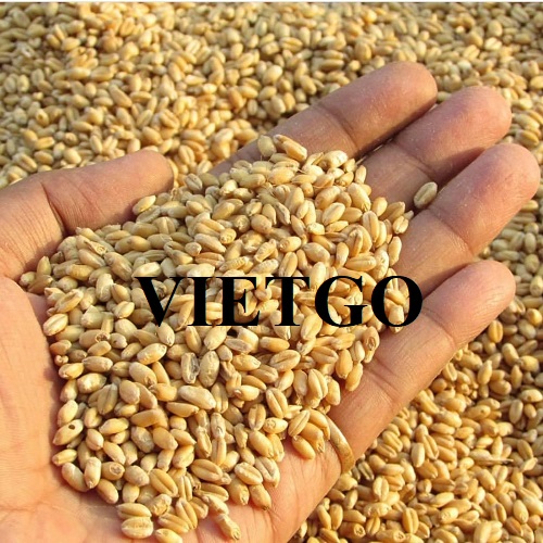 Cơ hội xuất khẩu sản phẩm lúa mì đến thị trường Qatar