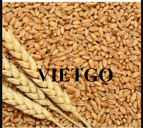 Cơ hội hợp tác với doanh nghiệp Hoa Kỳ cho đơn hàng lúa mì với số lượng lớn
