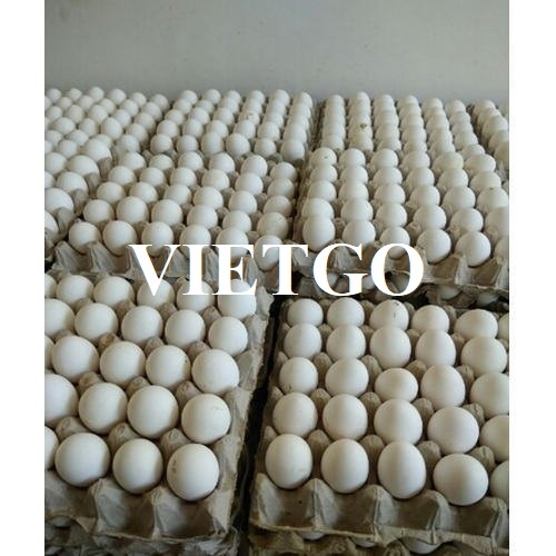 Cơ hội hợp tác với vị khách hàng người Qatar cho đơn hàng xuất khẩu 10 container trứng gà