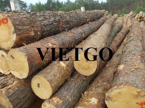 Thương vụ xuất khẩu gỗ thông tròn sang thị trường Ý