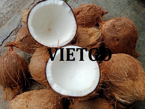 Cơ hội hợp tác xuất khẩu mặt hàng dừa sang thị trường Thái Lan