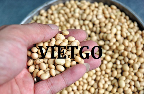 Cơ hội hợp tác xuất khẩu sản phẩm đậu nành số lượng lớn đến Việt Nam