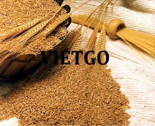 (Gấp) Thương vụ xuất khẩu lúa mì sang thị trường Trung Quốc