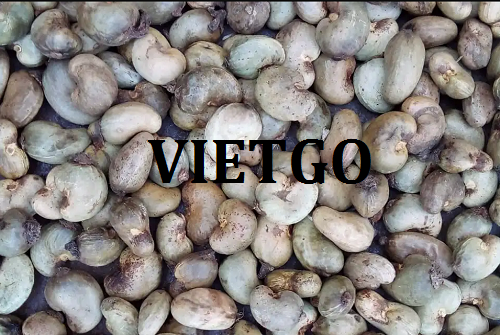 Cơ hội hợp tác xuất khẩu sản phẩm hạt điều tới thị trường Việt Nam