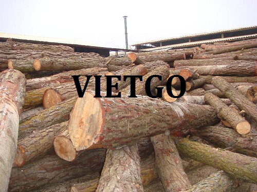 Thương vụ xuất khẩu gỗ thông tròn sang thị trường Trung Quốc