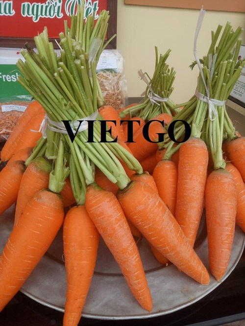 Cơ hội giao thương xuất khẩu sản phẩm cà rốt đến thị trường Qatar