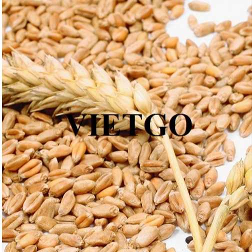 Cơ hội hợp tác xuất khẩu lúa mì sang thị trường Oman và Iran