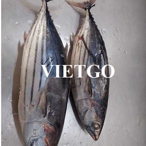 Cơ hội xuất khẩu cá ngừ vằn sang thị trường Thái Lan