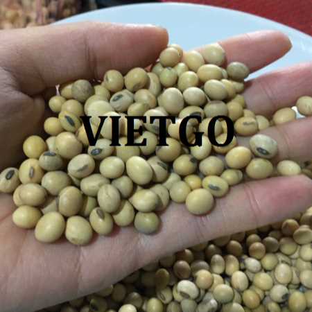 Cơ hội xuất khẩu hạt đậu nành hàng tháng đến thị trường Việt Nam
