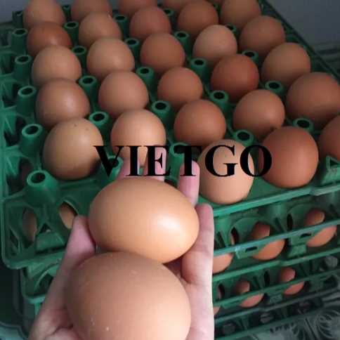 Cơ hội xuất khẩu trứng gà đến thị trường Kuwait