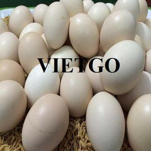 Cơ hội xuất khẩu trứng gà đến thị trường UAE