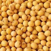 Non GMO soybeans 