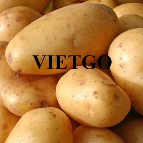 Thương vụ hợp tác xuất khẩu khoai tây tới thị trường Nam Phi