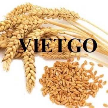 Thương vụ hợp tác xuất khẩu lúa mì tới thị trường Canada