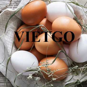 Thương vụ hợp tác xuất khẩu trứng gà sang thị trường Ai Cập