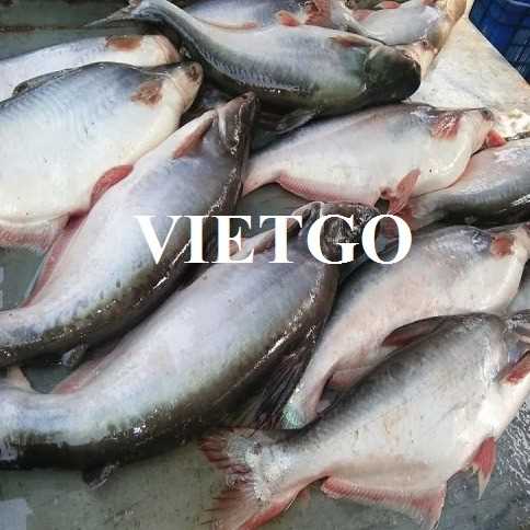 Thương vụ xuất khẩu cá tươi sang thị trường UAE