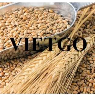Thương vụ xuất khẩu lúa mì sang thị trường Ai Cập 