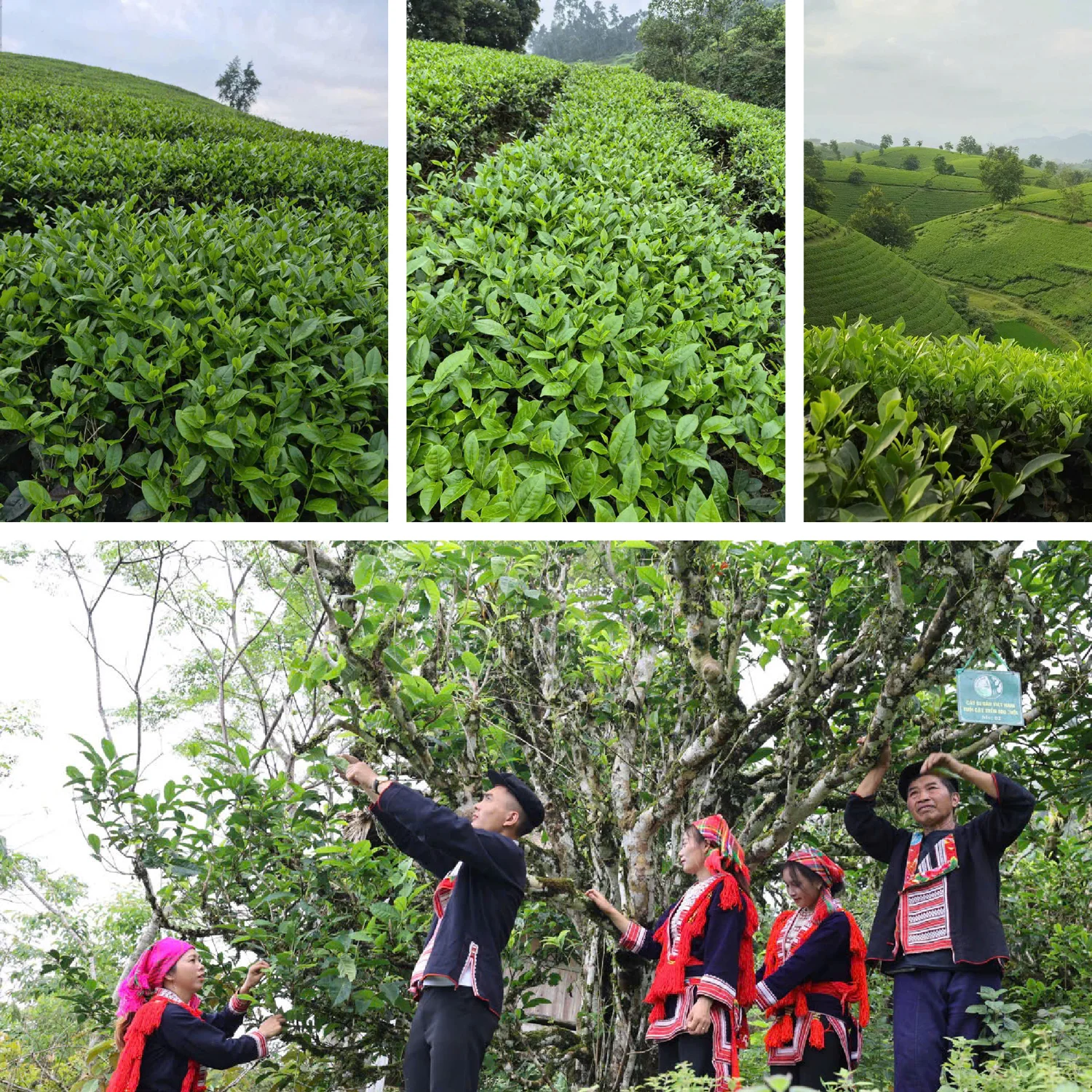 CODY TEA – NHÀ SẢN XUẤT & XUẤT KHẨU TRÀ VIỆT, MỞ RỘNG HỢP TÁC OEM/ODM TOÀN CẦU