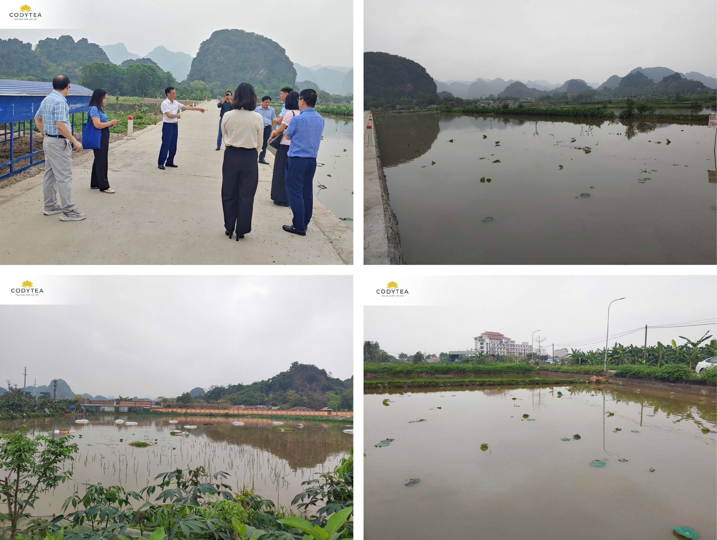 CODY TEA KHẢO SÁT & MỞ RỘNG VÙNG TRỒNG SEN LÊN TỚI 200HA