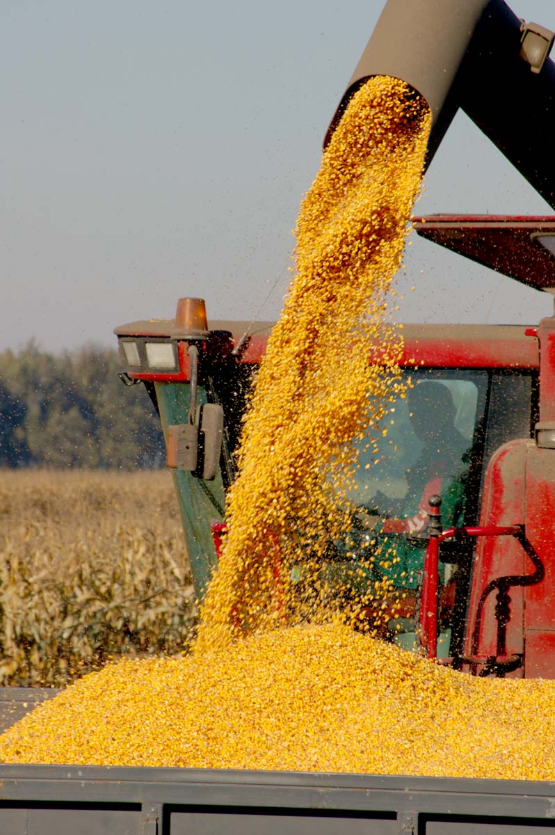 Soybean Meal – High-Protein Nutrition for Asia’s Livestock Industry